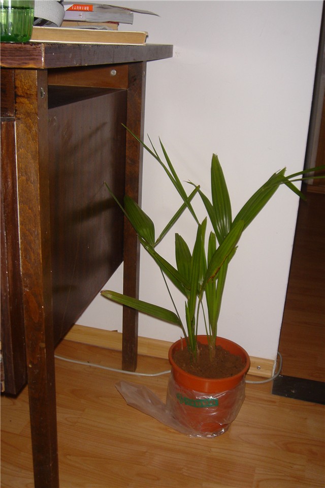 palmica